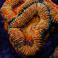 Orange Glitter Acans (2-3 polyps)
