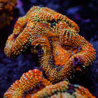 Orange Glitter Acans (2-3 polyps)
