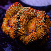 Orange Glitter Acans (2-3 polyps)
