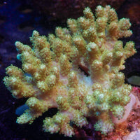 WYSIWYG Large Neon Green Polyp Finger Leather Toadstool (4-5")