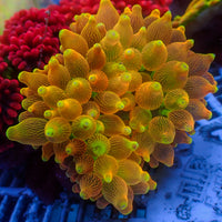 WYSIWYG Pacific Sunburst Bubble Tip Anemone (3-5”)
