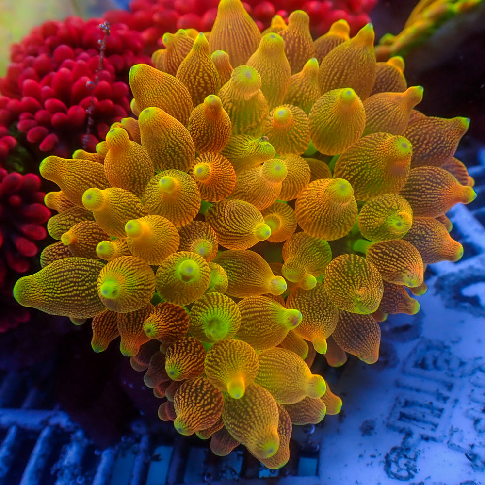 WYSIWYG Pacific Sunburst Bubble Tip Anemone (3-5”)