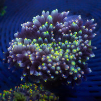 WYSIWYG Rainbow Aroura's Light Bubble Tip Anemone (Rare, 2-4")