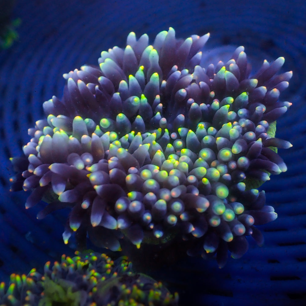 WYSIWYG Rainbow Aroura's Light Bubble Tip Anemone (Rare, 2-4