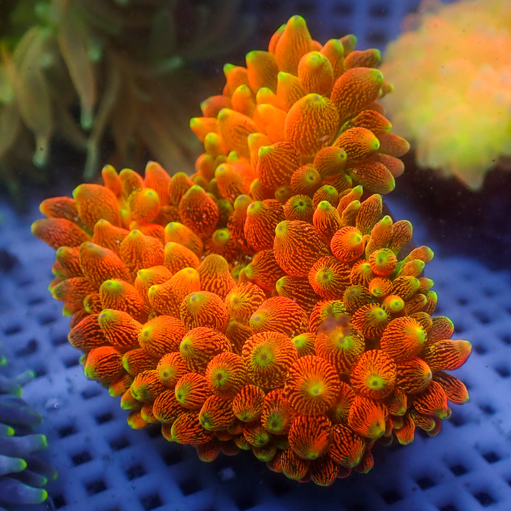 WYSIWYG Rainbow Maui Lava Burst Bubble Tip Anemone (Rare, 3-5”)