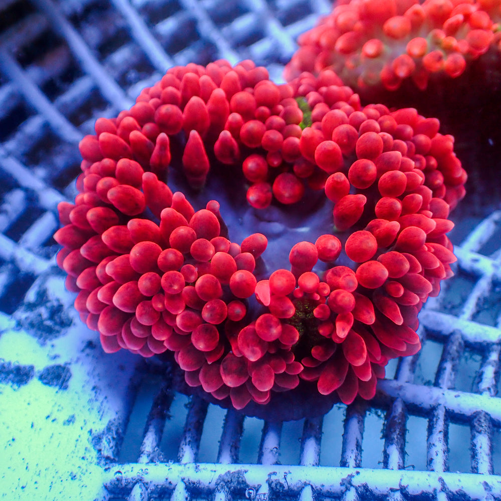 WYSIWYG CA Red Devil Bubble Tip Anemone (2-3