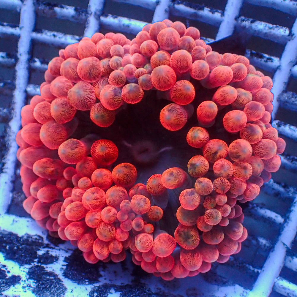 WYSIWYG CA Red Devil Bubble Tip Anemone (2-3