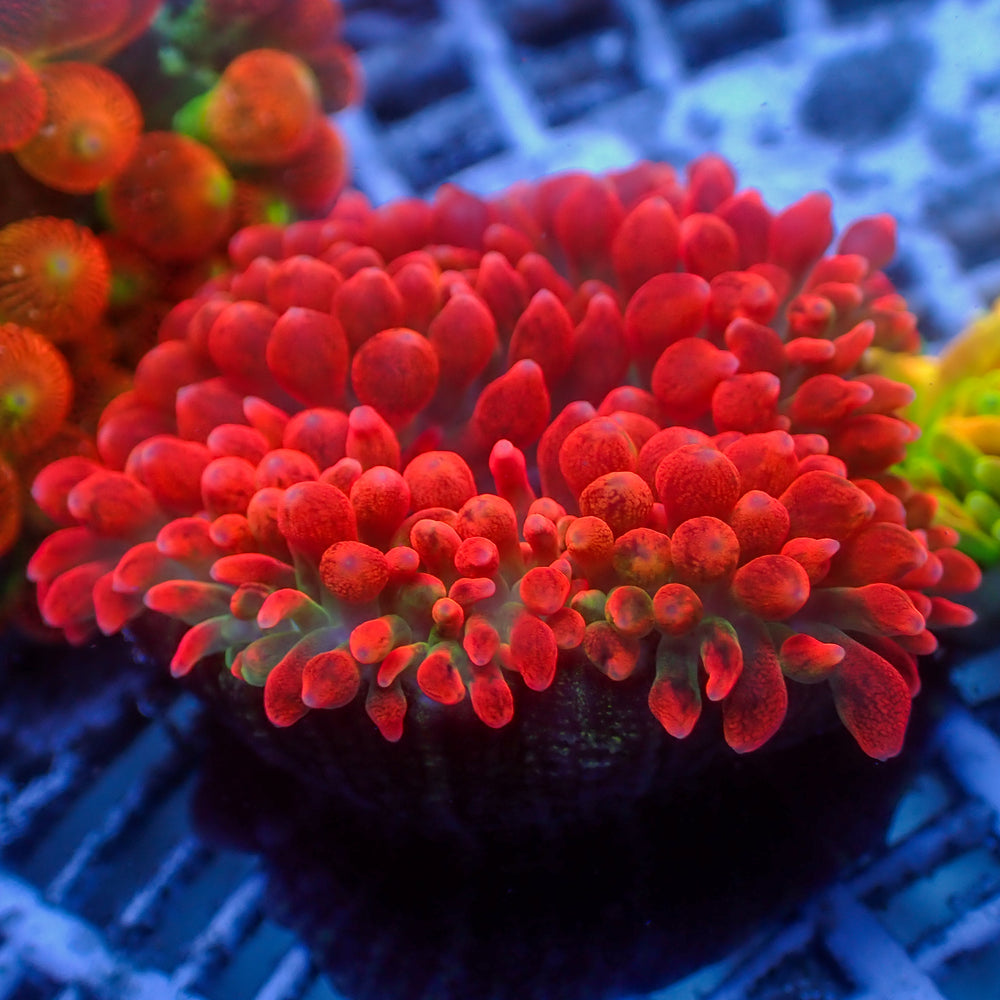 WYSIWYG CA Red Devil Bubble Tip Anemone (2-3