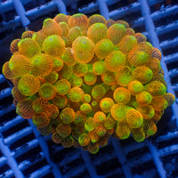 WYSIWYG Pacific Sunburst Bubble Tip Anemone (3-5”)