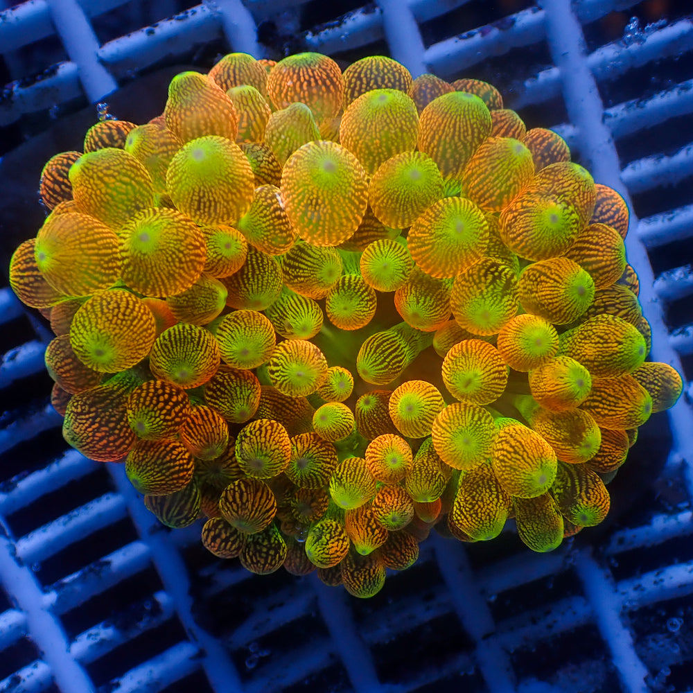 WYSIWYG Pacific Sunburst Bubble Tip Anemone (3-5”)
