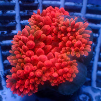 WYSIWYG CA Red Devil Bubble Tip Anemone (2-3")