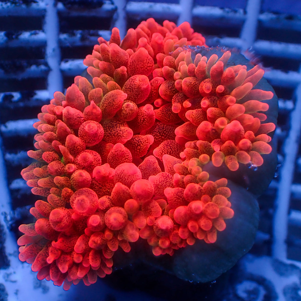 WYSIWYG CA Red Devil Bubble Tip Anemone (2-3