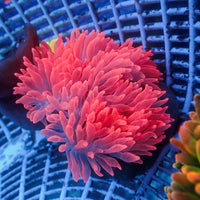 WYSIWYG Hawt Pink Bubble Tip Anemone (2-3")