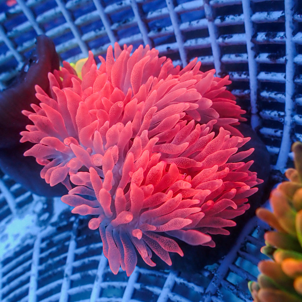 WYSIWYG Hawt Pink Bubble Tip Anemone (2-3