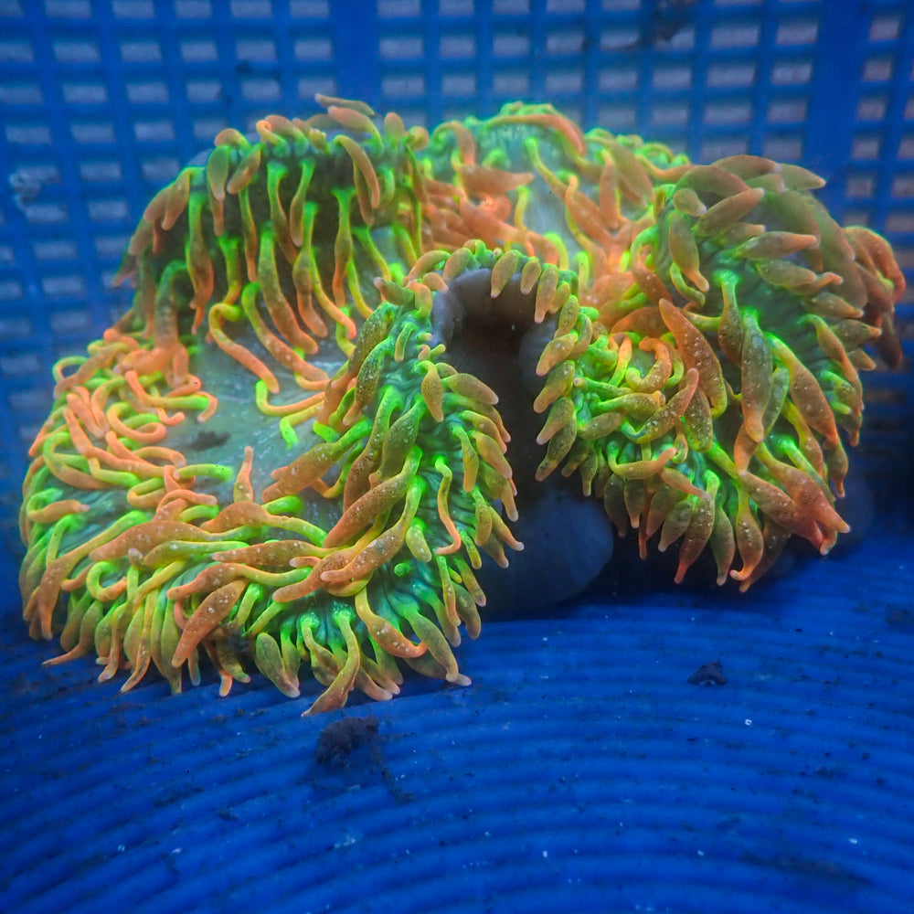WYSIWYG Large Ultra Rainbow Skittle Bomb Bubble Tip Anemone (Rare, 5-7”)