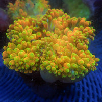 WYSIWYG Pacific Sunburst Bubble Tip Anemone (3-5”)