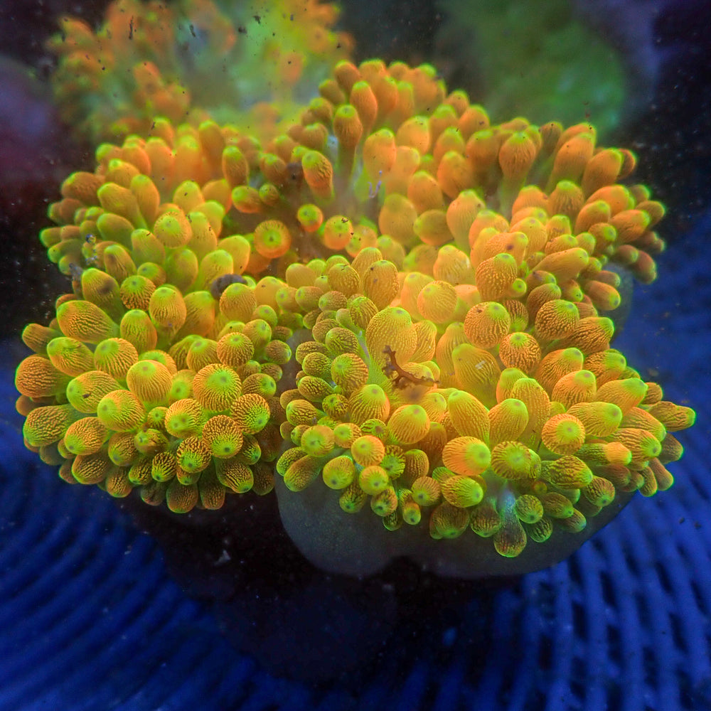 WYSIWYG Pacific Sunburst Bubble Tip Anemone (3-5”)