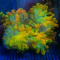 WYSIWYG Pacific Sunburst Bubble Tip Anemone (3-5”)