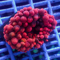 WYSIWYG CA Red Devil Bubble Tip Anemone (2-3")