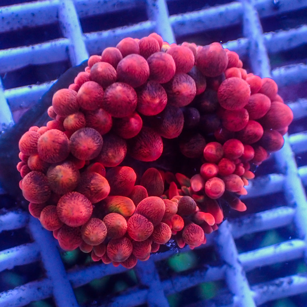 WYSIWYG CA Red Devil Bubble Tip Anemone (2-3