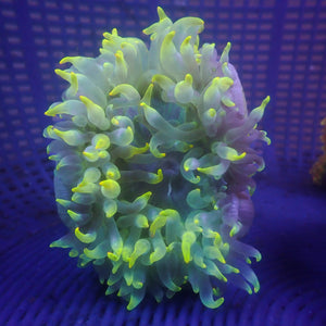 WYSIWYG Thunda Bolts Bubble Tip Anemone (Rare, 2-4")