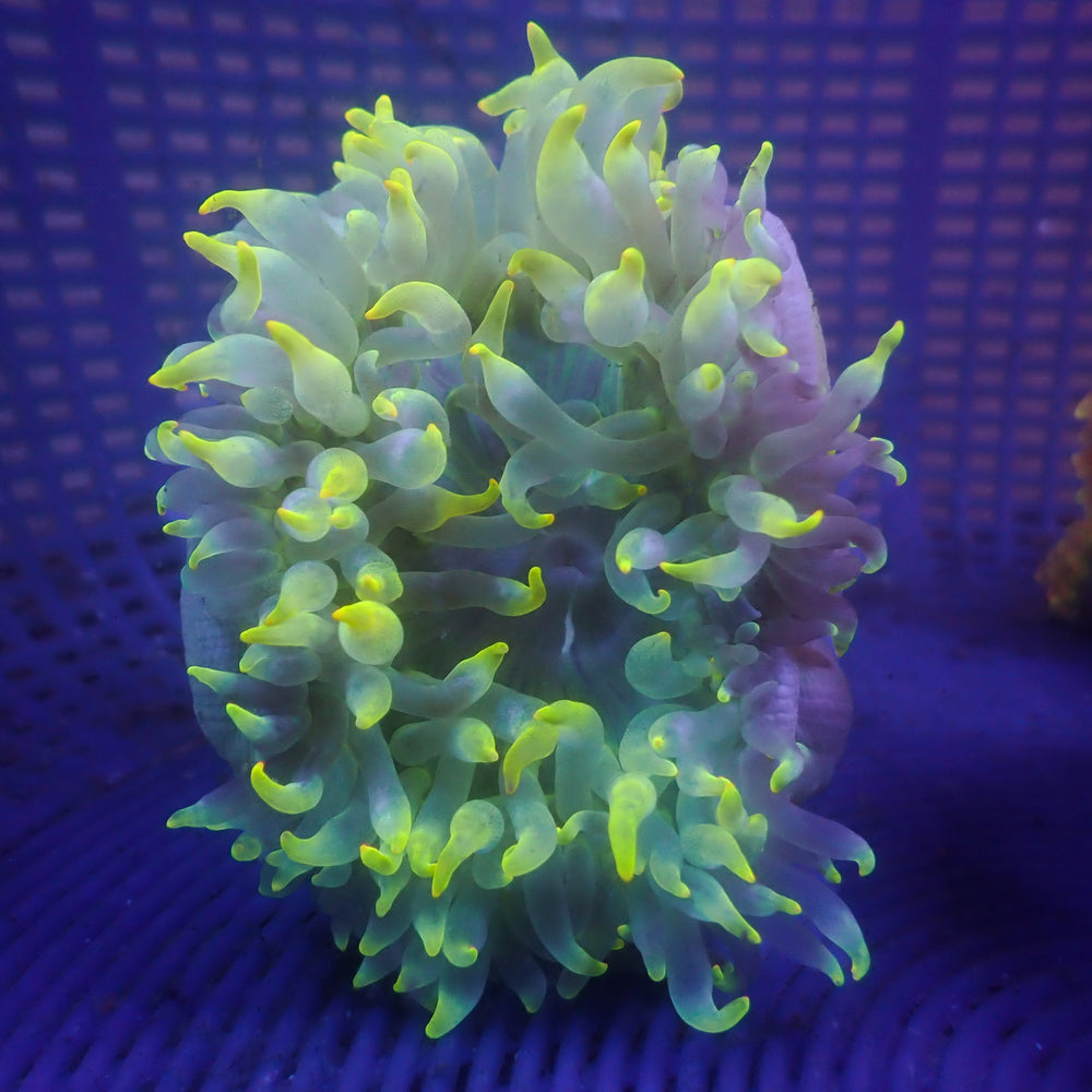 WYSIWYG Thunda Bolts Bubble Tip Anemone (Rare, 2-4