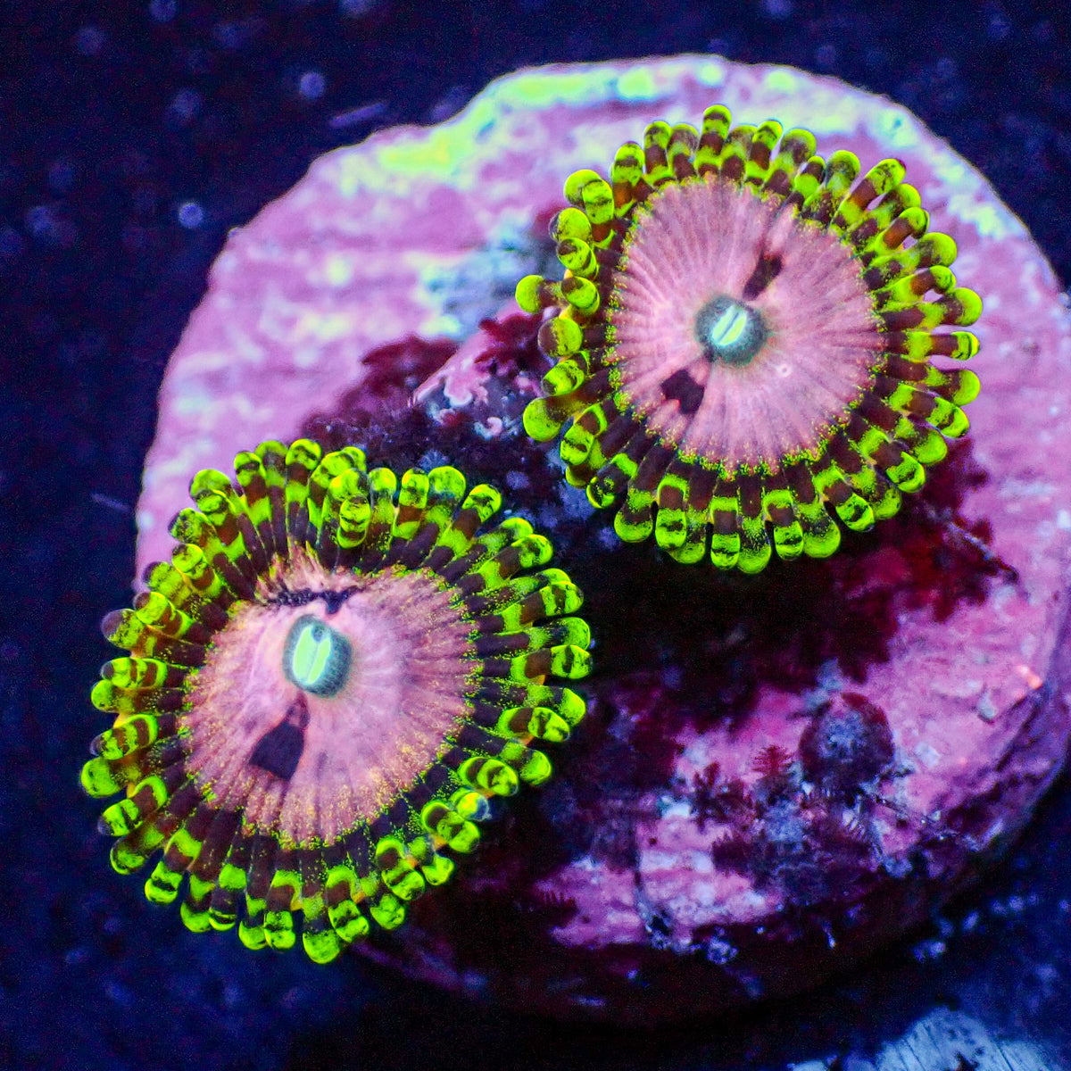 Pink Diamond Zoa (2-3 Polyps) | Corals Anonymous