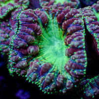 Multicolor Aquamarine Blastomussa (1 Polyp)