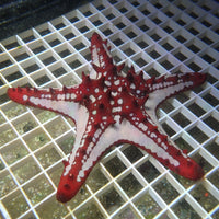 Red Spine Starfish