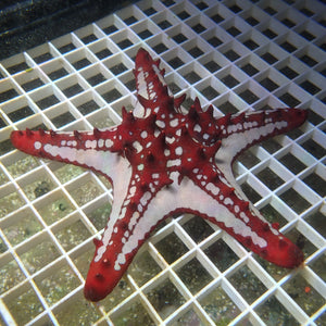 Red Spine Starfish