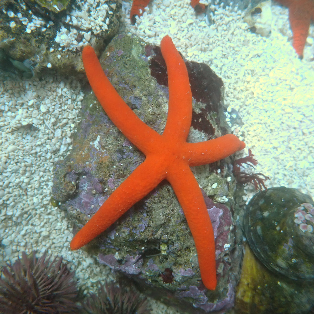 Blood Orange Fromia Starfish