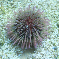 Purple Sea Urchin (Algae eaters)
