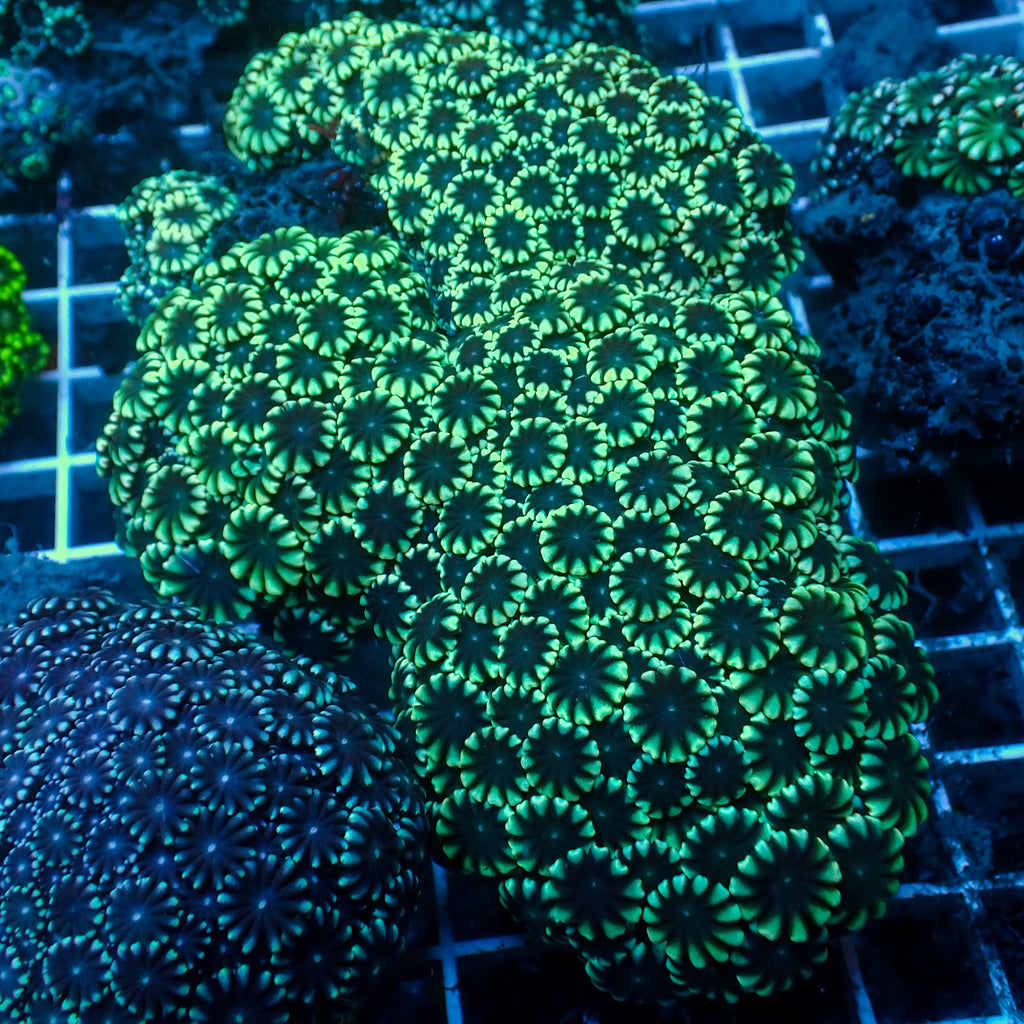 WYSIWYG Large Green Mouth Alveopora Colony (4-5") - Corals Anonymous