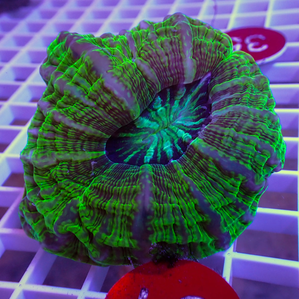WYSIWYG Neon Green Cynarina - Corals Anonymous