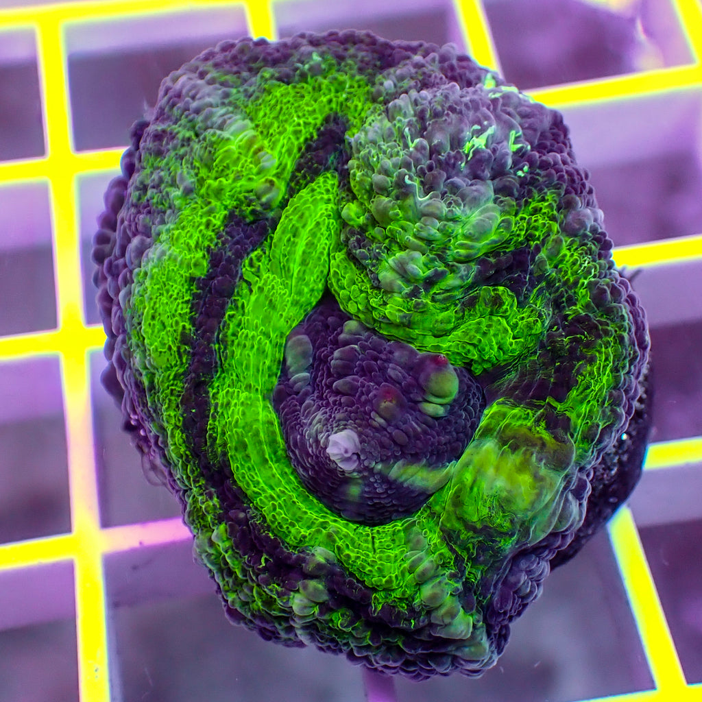 WYSIWYG Aussie Neon Green Scolymia (1-2") - Corals Anonymous