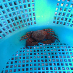 Red Emerald Mithrax Crab