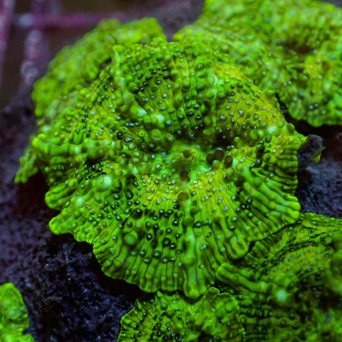 Teal Spotted Toxic Splatter Discosoma Mushroom - Corals Anonymous