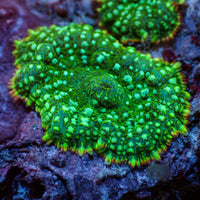 Inferno Ring Green Rhodactis Mushroom