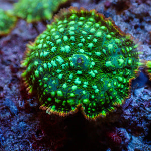 Inferno Ring Green Rhodactis Mushroom