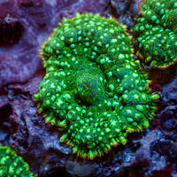 Inferno Ring Green Rhodactis Mushroom