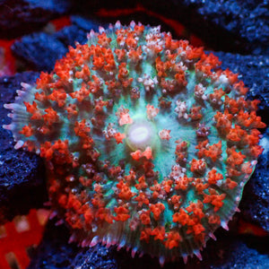 WYSIWYG Red St Thomas Mushroom