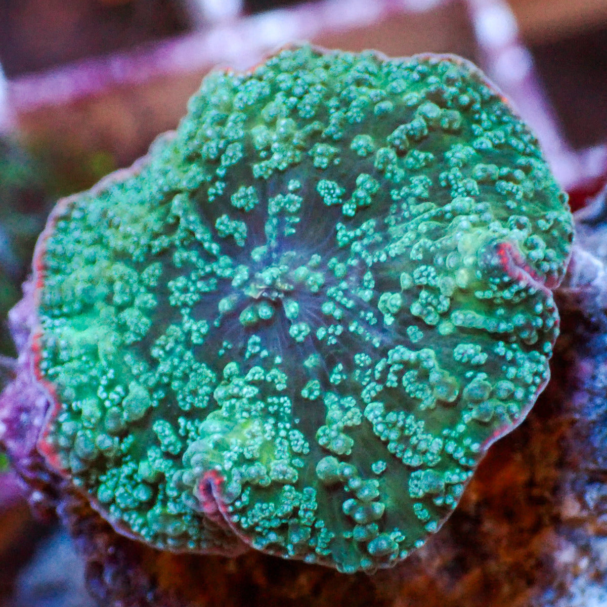Atlantis Teal Rhodactis Mushroom - Corals Anonymous