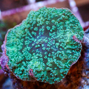 Atlantis Teal Rhodactis Mushroom