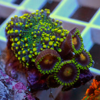 WYSIWYG Indo Electric Blue Yuma Mushroom w/ Zoas