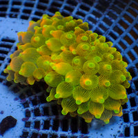 WYSIWYG Pacific Sunburst Bubble Tip Anemone (3-5”)