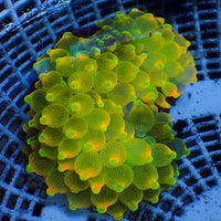 WYSIWYG Pacific Sunburst Bubble Tip Anemone (3-5”)