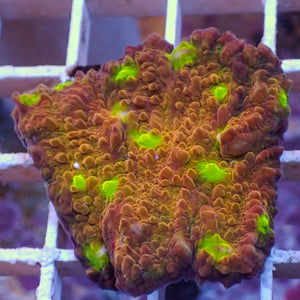 WYSIWYG Iridescent Yellow Eye Chalice (1” Frag)
