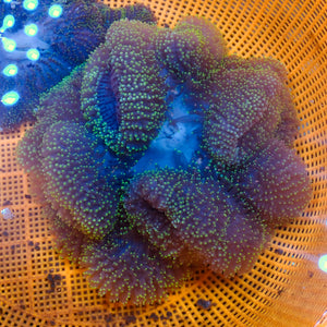 WYSIWYG XL Yellow Spark Mertensii Carpet Anemone (7-10”)
