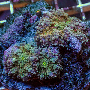 WYSIWYG Rainbow Yuma Mushroom Combo Colony w/ zoa (3 Polyps)