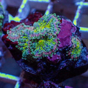 WYSIWYG Rainbow Yuma Mushroom Combo Colony (5 Polyps)